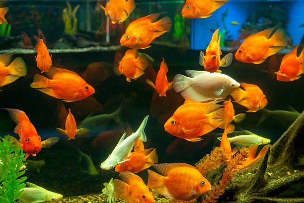 istock Gold Fishes 477836724