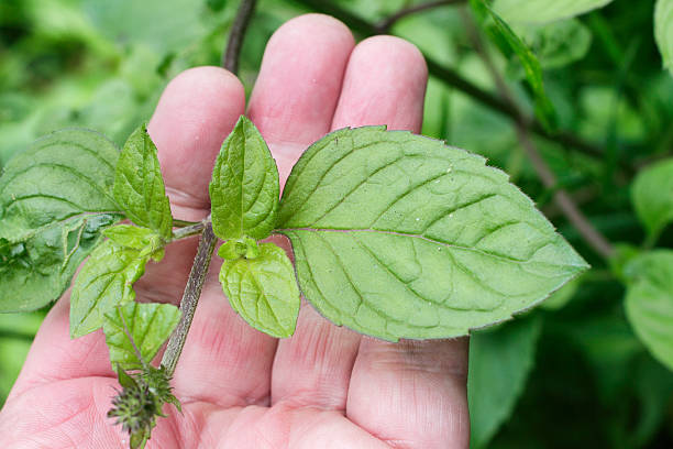 hand hinter blätter von wasser minze mentha aquatica - mentha aquatica stock-fotos und bilder