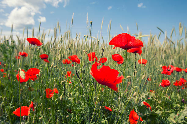 istock red flowers in wheat filed on sunny spring day, 477837240