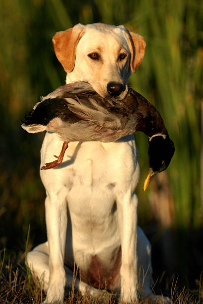 istock Yellow Labrador Retriever Hunting 477837709
