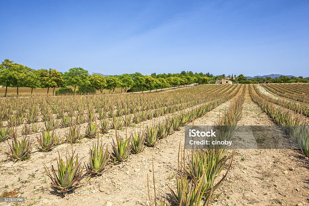 L'Aloe vera ferme à Majorque, Espagne - Photo de Aloe vera libre de droits