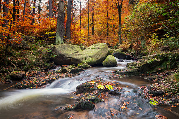 otoño de corriente - great smoky mountains great smoky mountains national park leaf autumn fotografías e imágenes de stock