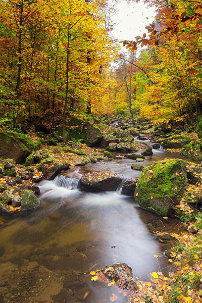 istock Little River in  National Park 477838129