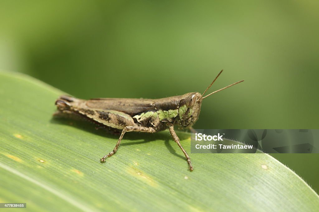 macro of a grasshopper Animal Stock Photo