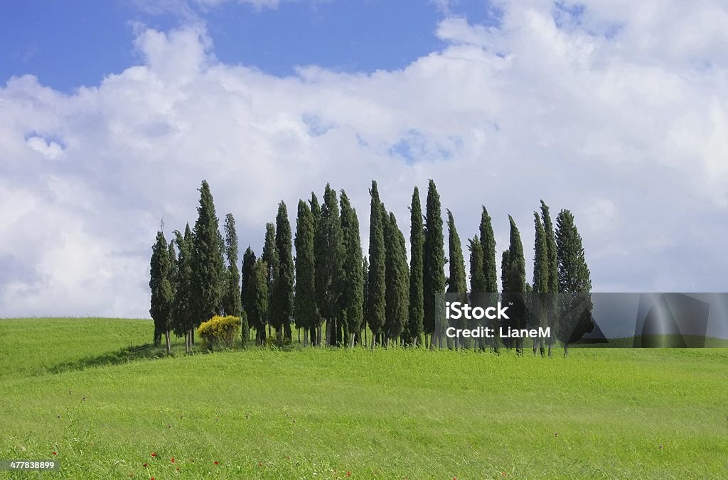 Bosque de Tuscany - Foto de stock de Aire libre libre de derechos