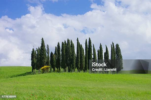 Bosque De Tuscany Foto de stock y más banco de imágenes de Aire libre - Aire libre, Arboleda, Bosque