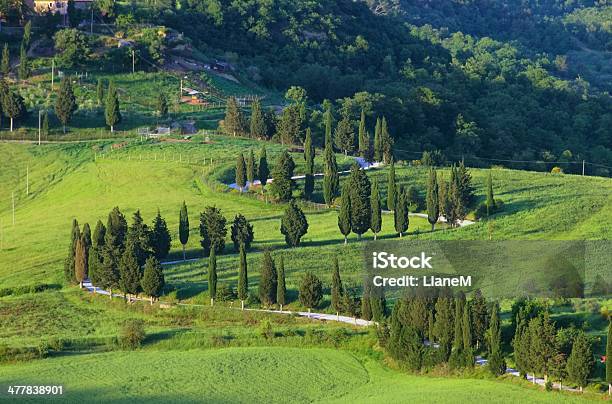 Cypress Curve - zdjęcia stockowe i więcej obrazów Aleja - Aleja, Bez ludzi, Cyprys