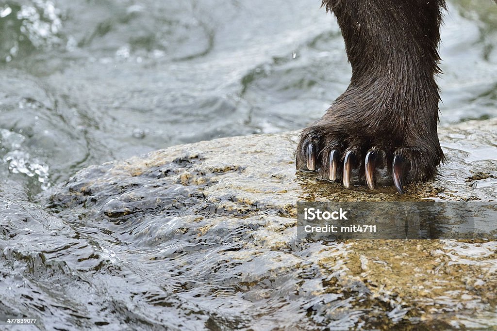 Prendre le saumon d'Alaska Ours brun - Photo de Alaska - État américain libre de droits