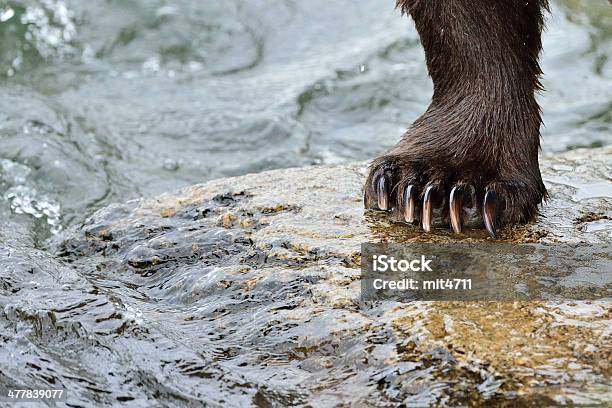 Orso Cattura Salmone Alaska - Fotografie stock e altre immagini di Acqua - Acqua, Afferrare, Alaska - Stato USA