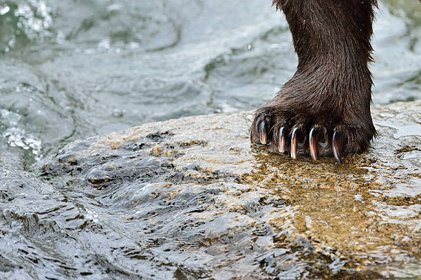 istock Alaska Brown Bear Catching Salmon 477839077