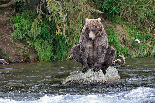 alaska brown bear disfruta de salmón - brown bear alaska katmai national park animal fotografías e imágenes de stock