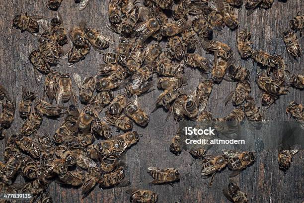 Foto de Dead Abelhas e mais fotos de stock de Abelha - Abelha, Abelha Melífera, Alimento Transgênico