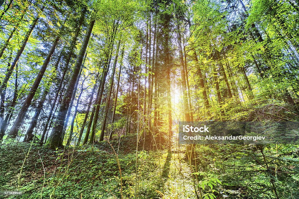 Sunshine w stary las bajki - Zbiór zdjęć royalty-free (Bez ludzi)