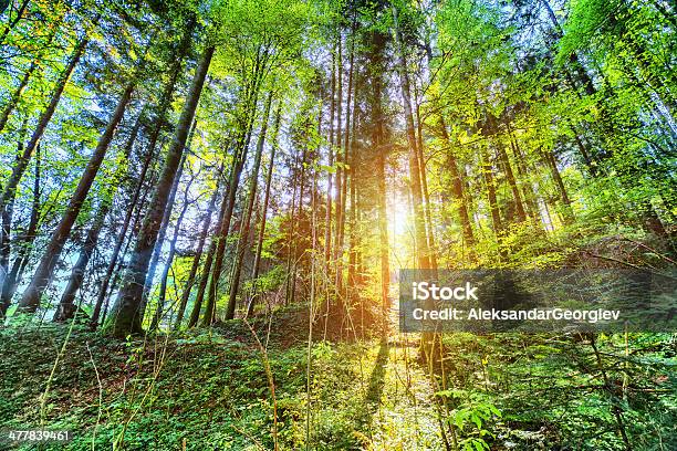 Sunshine В Старом Волшебный Лес — стоковые фотографии и другие картинки Без людей - Без людей, Ветвь - часть растения, Время года