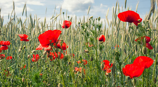 istock red flowers in wheat filed on sunny spring day, 477839612