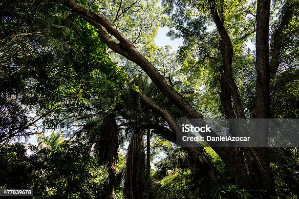Tree In Rainforest Stock Photo - Download Image Now - 2015, Color Image, Crowded
