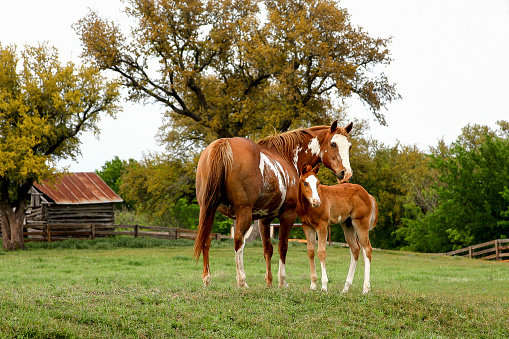 Wide angle quarter horse mare and foal standing on the pastoral grasslands of a Texas ranch, trees and rustic shack in background
