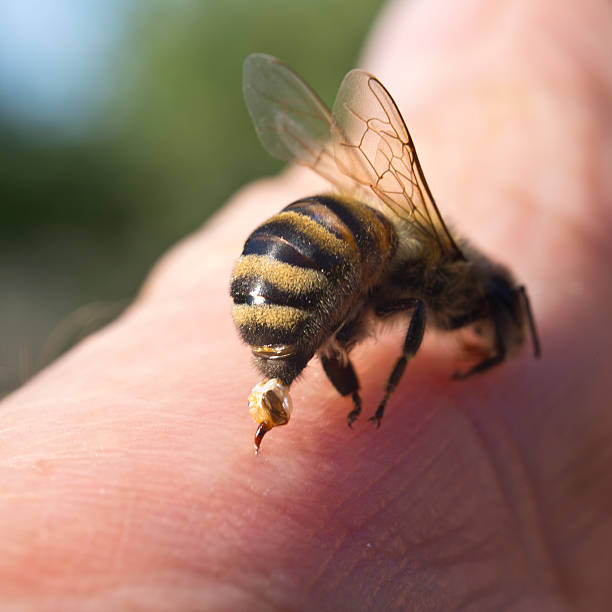 istock Bee Sting - a weapon of defense and attack 477839706