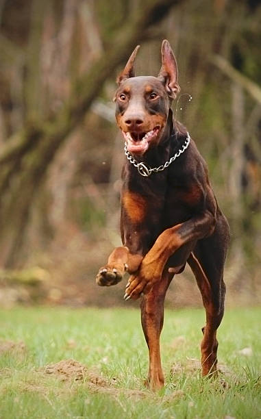 doberman cachorro marrom - foto de acervo