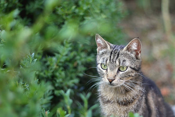 istock Cat in the garden 477839812