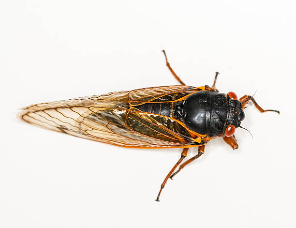 Macro image of cicada from brood II
