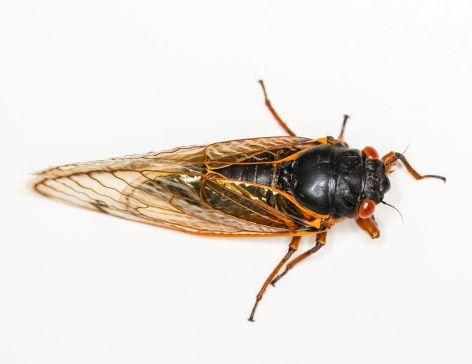 Cicada from Brood II in 2013 in Virginia. Detailed macro image against white background