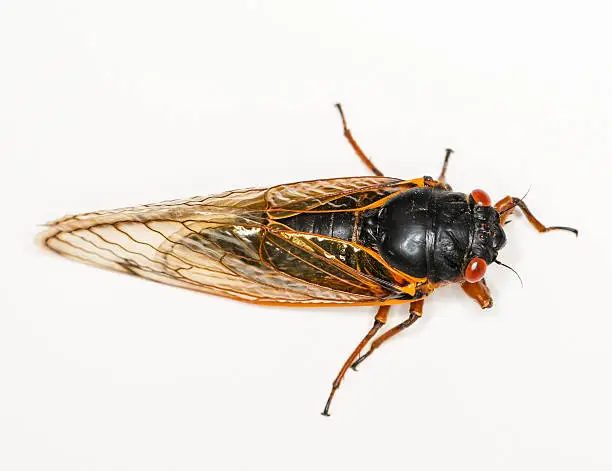 Cicada from Brood II in 2013 in Virginia. Detailed macro image against white background
