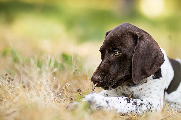 german short-haired pointer puppy closeup - alman kısa tüylü pointeri stok fotoğraflar ve resimler