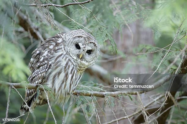 Barred Owl - zdjęcia stockowe i więcej obrazów Ameryka Północna - Ameryka Północna, Bez ludzi, Biały