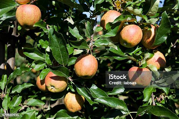 사과들 있는 Orchard 0명에 대한 스톡 사진 및 기타 이미지 - 0명, 건강한 식생활, 계절