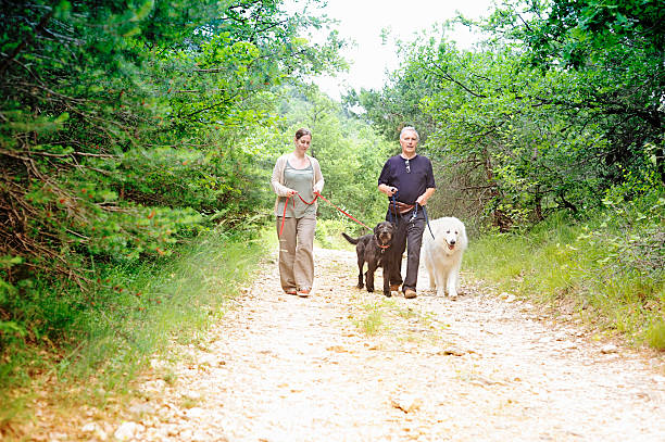 Couple walking two dogs in countryside