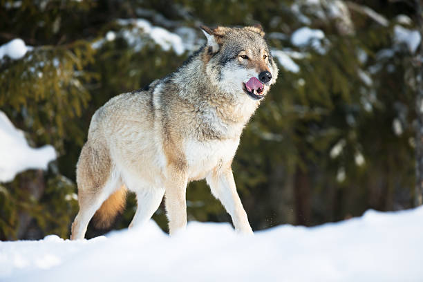 lobo lambendo os lábios no pôr-do-sol - wolf norway woods winter - fotografias e filmes do acervo