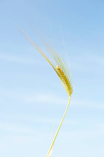 istock Ear of wheat against blue sky 477841219