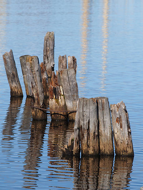 istock old piles in the lake 477841653