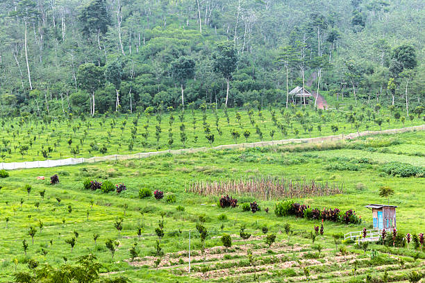 istock Coffee plantation in Indonesia 477841720