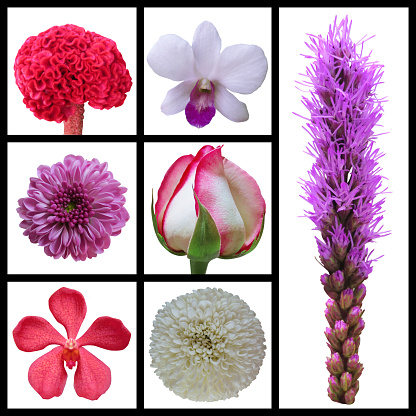 Flower collection isolated on white background