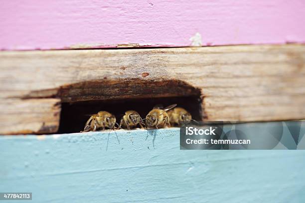 Abelhas - Fotografias de stock e mais imagens de Abelha - Abelha, Abelha de mel, Amarelo