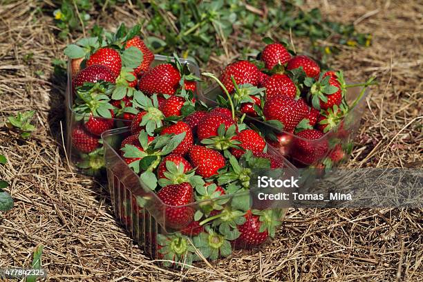 Strawberries Baskets In Field Stock Photo - Download Image Now - Agricultural Field, Agriculture, Antioxidant