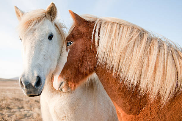 Dialogue of a pair of wild horses