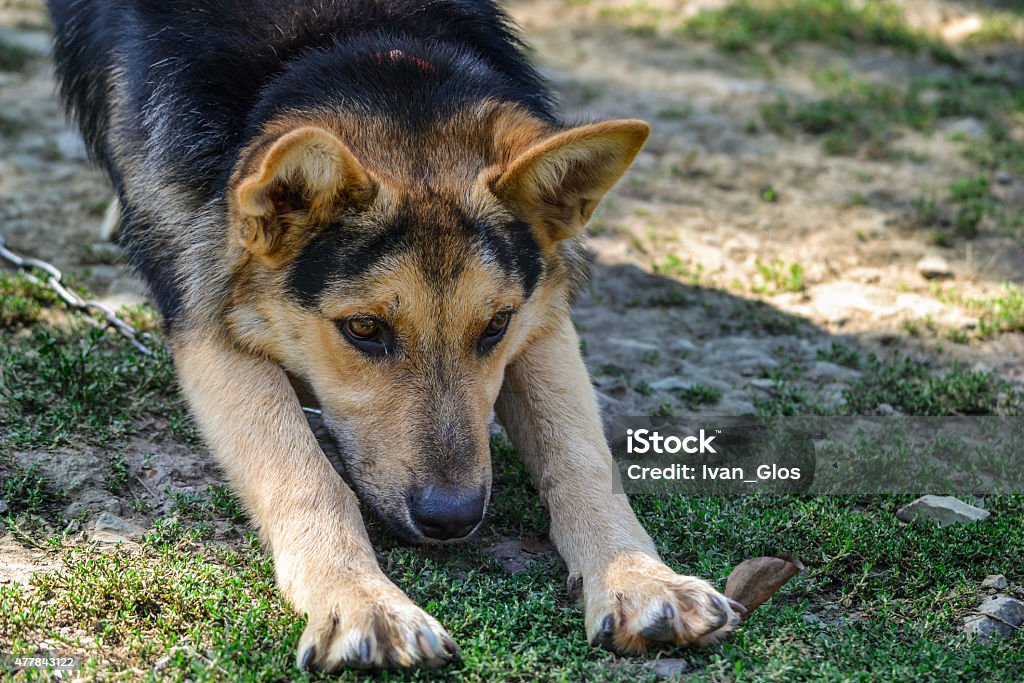 The dog pulled on the lawn German shepherdd dog pulled on the lawn  2015 Stock Photo