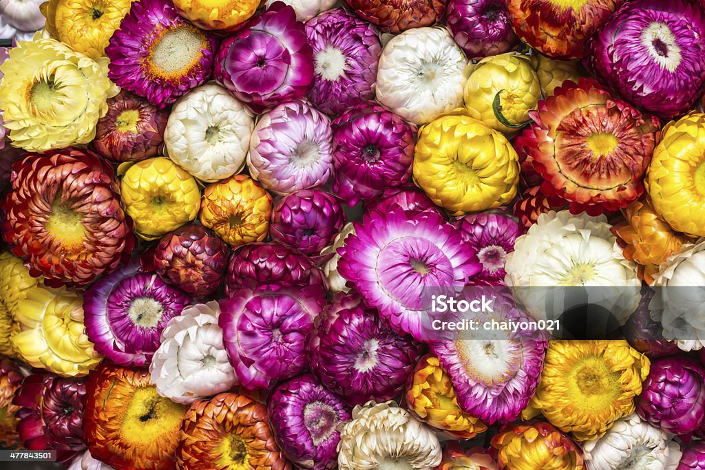 Strawflower colorful Strawflower Beautiful People Stock Photo