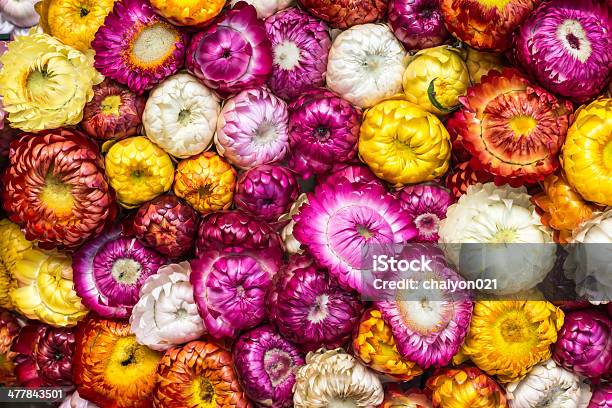 Strawflower Stock Photo - Download Image Now - Beautiful People, Beauty, Beauty In Nature