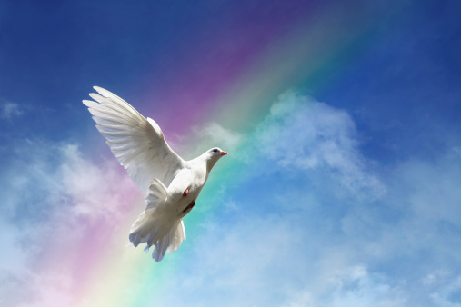 White dove against clouds and rainbow concept for freedom, peace and spirituality