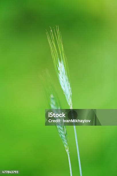 Spikelets De Avena Foto de stock y más banco de imágenes de Agricultura - Agricultura, Aire libre, Avena - Cultivo