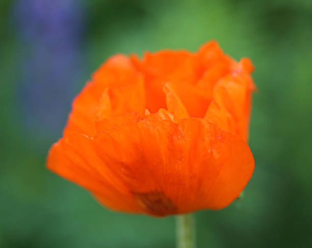 beautiful large red poppy beautiful large red poppy flower photographed close up deep focus stock pictures, royalty-free photos & images