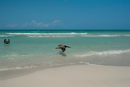 Pelican flying over the beach & sea