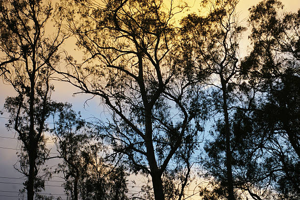 Cтоковое фото Закат через Trees