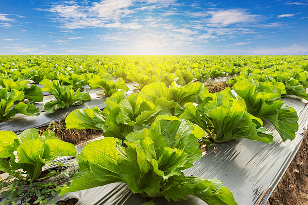 istock Green lettuce on field agricuture with blue sky 477844880