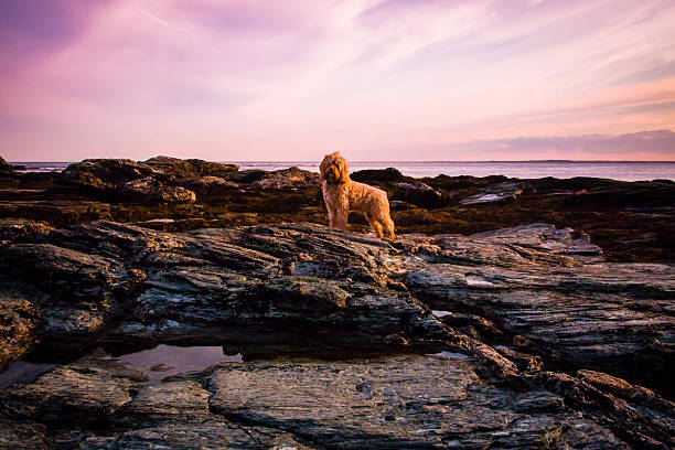 Cute blond puppy stand proudly on the black ocean rocks at sunset. Taken in Newport, Rhode Island.