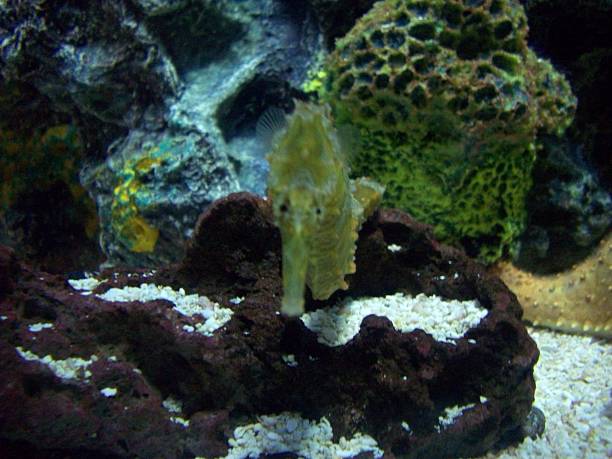 Seahorses Seahorses in the coral coral plant stock pictures, royalty-free photos & images